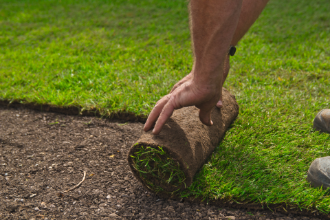 80695-fertigrasen 80695-fertigrasen