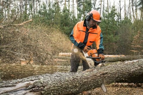 Forestry Services In Jefferson County, CO