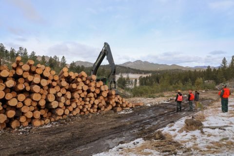 Timber-pile-Black-Hills-National-Forest-scaled-e1666382190502
