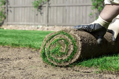Sod Installation Services In Phoenix, AZ