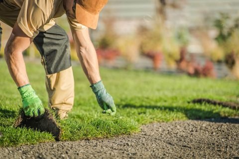 wg-grassing-man-laying-sod-2-1-1 wg-grassing-man-laying-sod-2-1-1